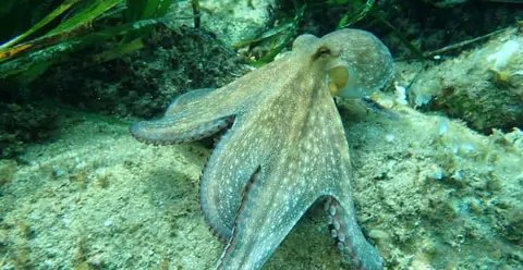Costa Brava Tour: Kayak, Snorkel & Cliff Jump from Barcelona