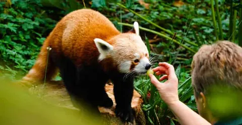 Dublin Zoo Entry Ticket: A Wild Experience with 400+ Animals