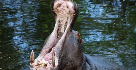 Dublin Zoo Entry Ticket: A Wild Experience with 400+ Animals