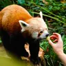 Dublin Zoo Entry Ticket: A Wild Experience with 400+ Animals