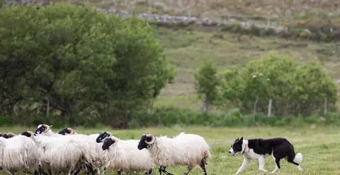 Dublin: Kilkenny, Wicklow & Glendalough Tour & Sheepdog Show
