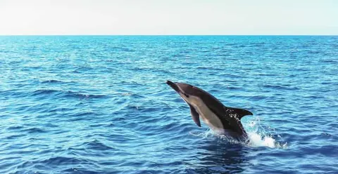 Sesimbra Dolphin Watching | Fast Track + Marine Biologist