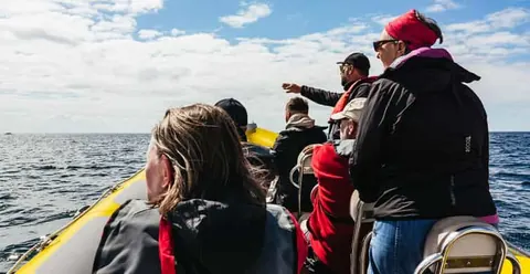 Sesimbra Dolphin Watching | Fast Track + Marine Biologist
