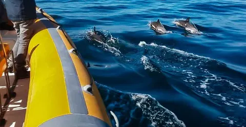 Sesimbra Dolphin Watching | Fast Track + Marine Biologist