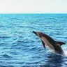 Sesimbra Dolphin Watching | Fast Track + Marine Biologist