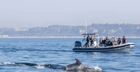 Lisbon: Dolphin Watching Ocean Safari with Marine Biologist