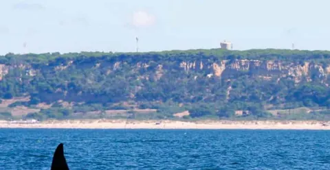 Lisbon: Dolphin Watching Ocean Safari with Marine Biologist
