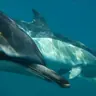 Lisbon: Dolphin Watching Ocean Safari with Marine Biologist