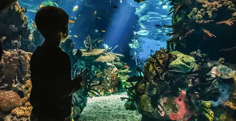 Lisbon: Oceanário de Lisboa Entrance Ticket