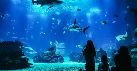 Lisbon: Oceanário de Lisboa Entrance Ticket