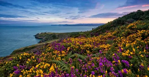 From Dublin: Half-Day Guided Coastal Tour to Howth Village