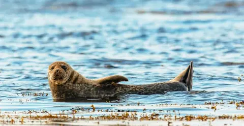 Dublin: Howth Coastal Boat Tour