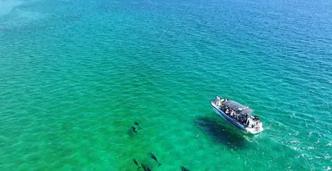 Setúbal and Tróia: Dolphin Watching Boat Tour