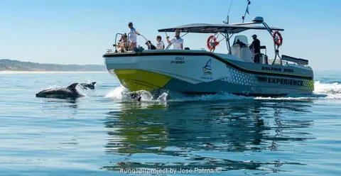 Setúbal and Tróia: Dolphin Watching Boat Tour