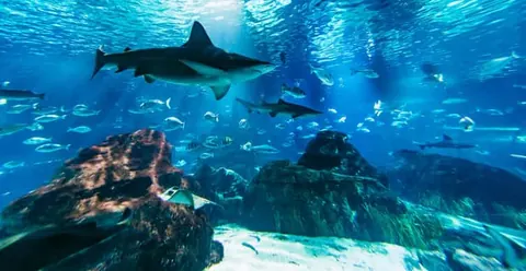 Barcelona Aquarium: Entry Ticket