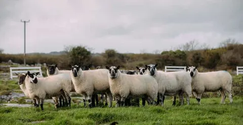 From Dublin: Wicklow, Glendalough, Waterfall & Sheepdog Show
