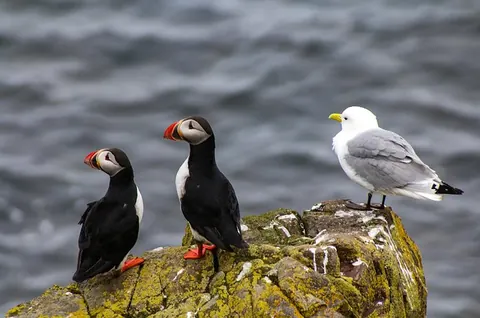 Puffins and Kittiwake