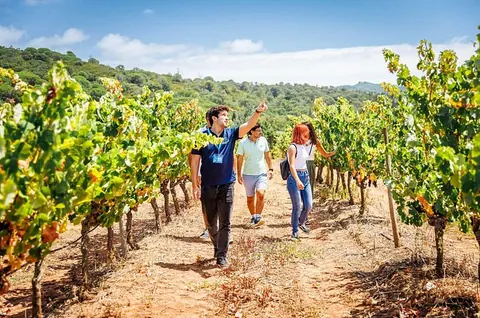 Walking through the Arrábida vineyards.