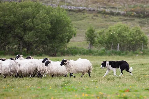 Dublin: Glendalough, Wicklow, Kilkenny and Sheepdog demonstration